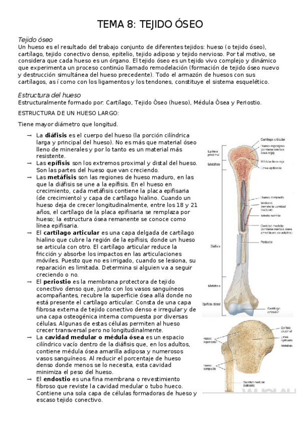 Miniatura del documento TEMA-8.-SISTEMA-ESQUELETICO.docx