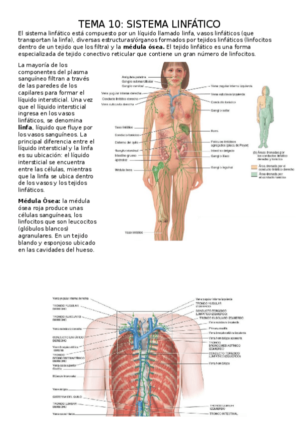 Miniatura del documento TEMA-10.-SISTEMA-LINFATICO.docx