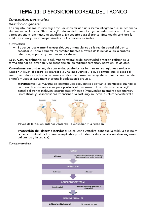 Miniatura del documento TEMA-11.-DISPOSICION-DORSAL-DEL-TRONCO.docx