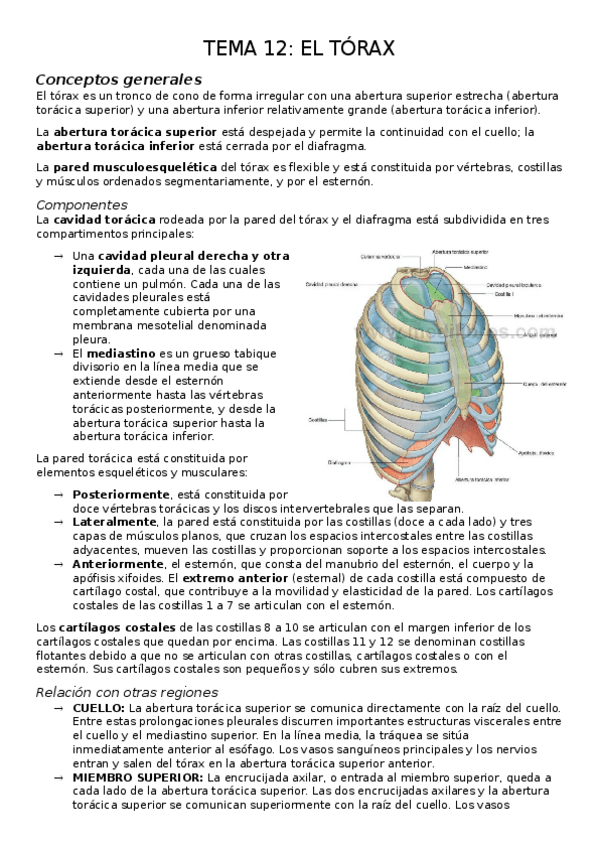 Miniatura del documento TEMA-12.-EL-TORAX.docx