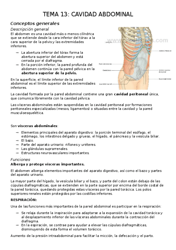 Miniatura del documento TEMA-13.-CAVIDAD-ABDOMINAL.docx