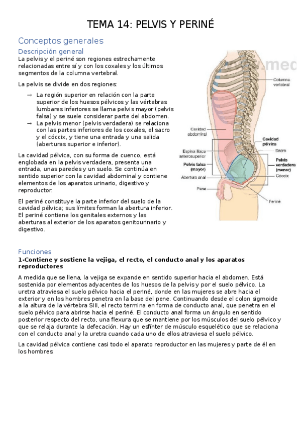 Miniatura del documento TEMA-14.-PELVIS-Y-PERINE.docx