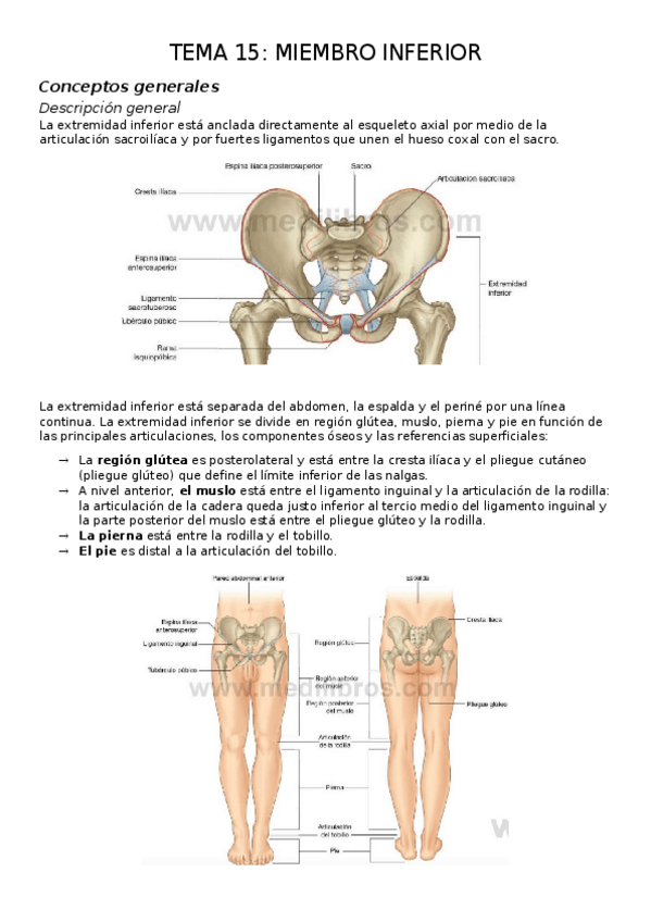 Miniatura del documento TEMA-15.-MIEMBRO-INFERIOR.docx