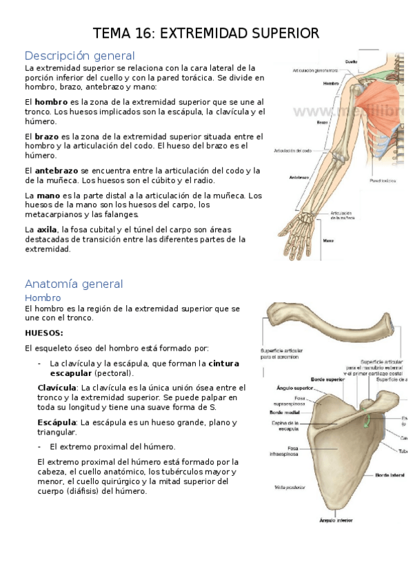 Miniatura del documento TEMA-16.-EXTREMIDAD-SUPERIOR.docx