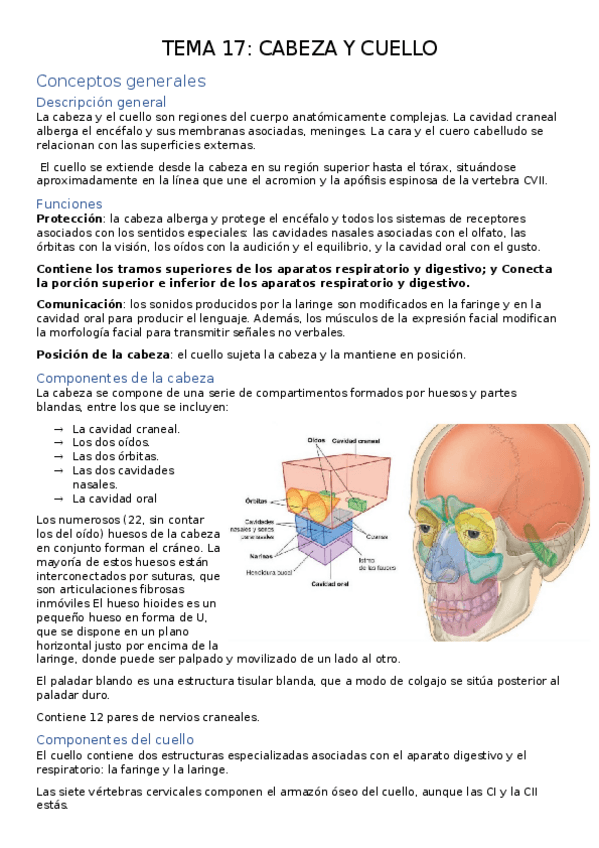 Miniatura del documento TEMA-17.-CABEZA-Y-CUELLO.docx
