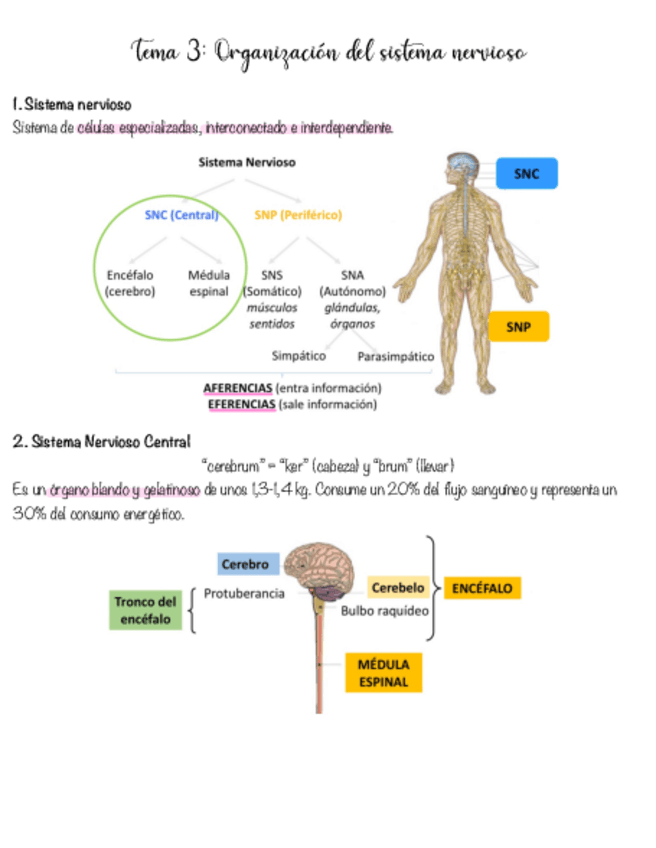 Miniatura del documento tema-3.pdf
