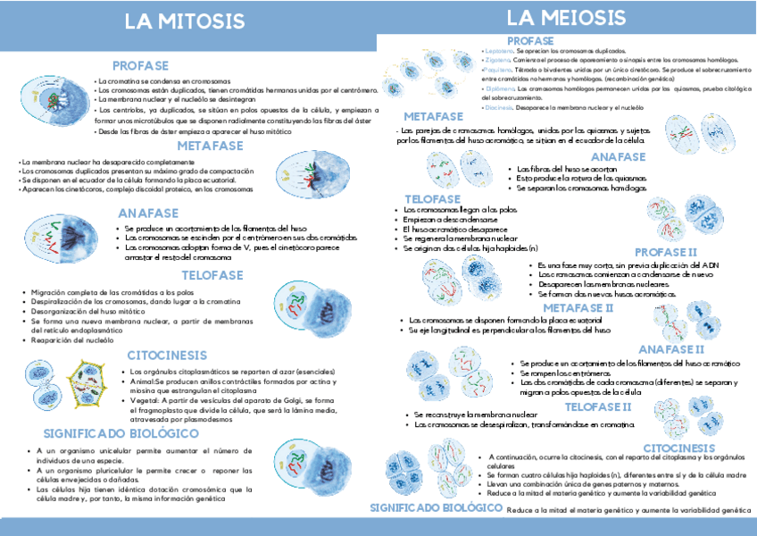 Miniatura del documento Mitosis-y-Meiosis-Esquema.pdf