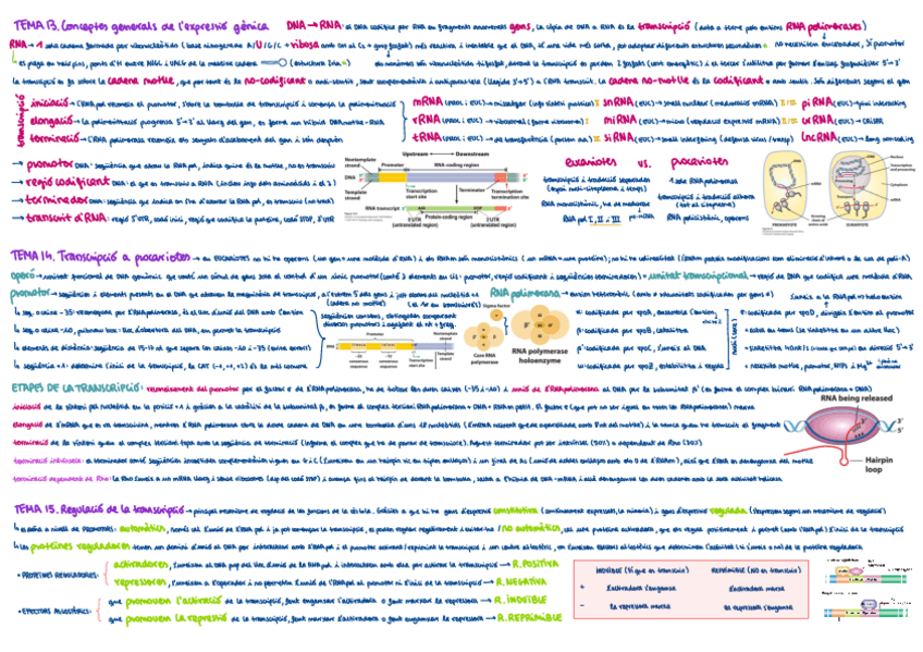 Miniatura del documento resum-temari-2n-parcial.pdf