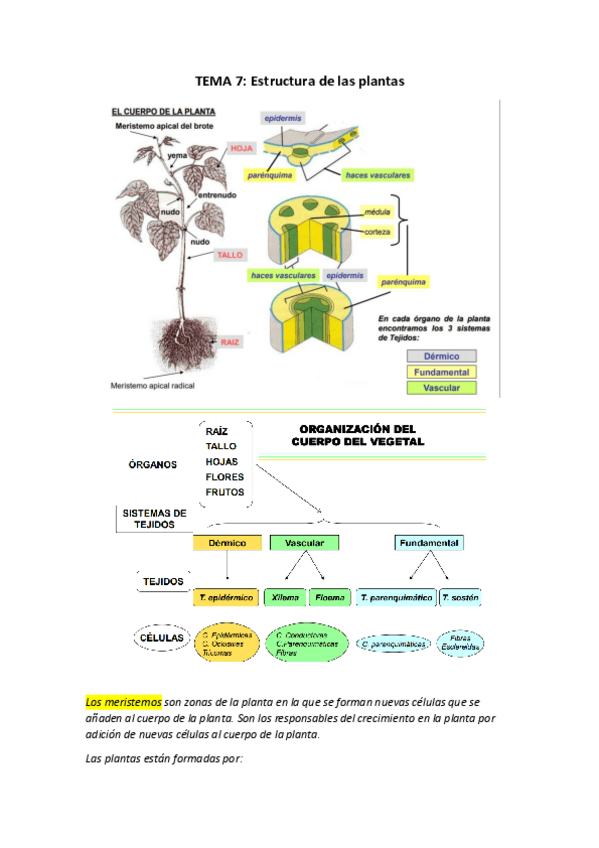 Miniatura del documento TEMA 7.pdf