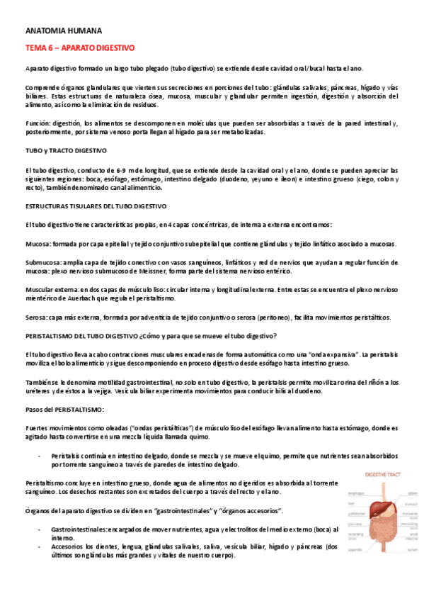 Miniatura del documento ANATOMIA-HUMANA-TEMA-6.pdf