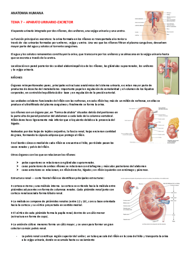 Miniatura del documento ANATOMIA-HUMANA-TEMA-7.pdf