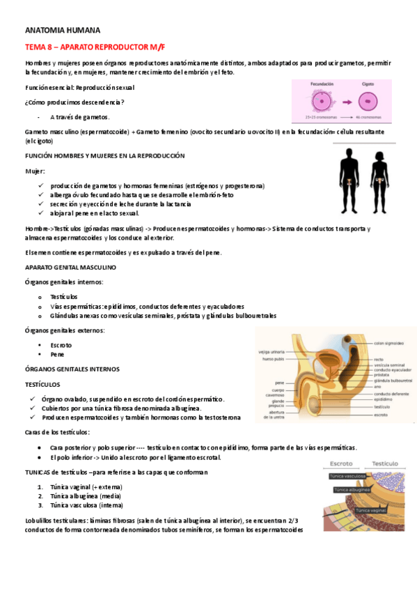 Miniatura del documento ANATOMIA-HUMANA-TEMA-8.pdf