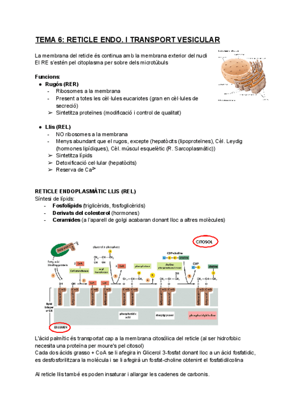 Miniatura del documento BIOCELTema-6-reticle.pdf