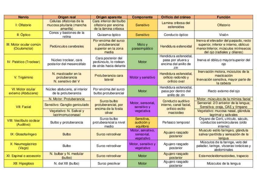 Miniatura del documento Pares-craneales.pdf