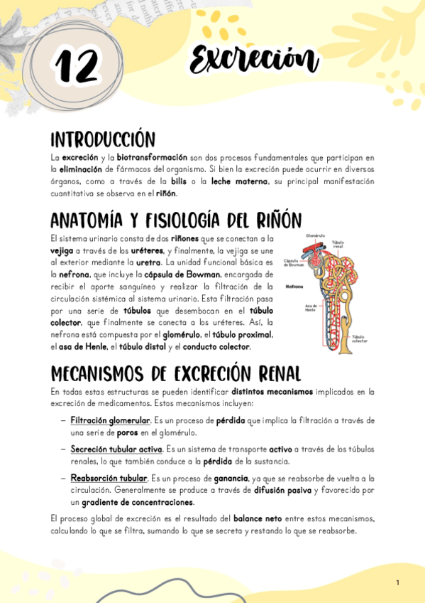 Miniatura del documento Tema-12.-Excrecion-de-farmacos.pdf