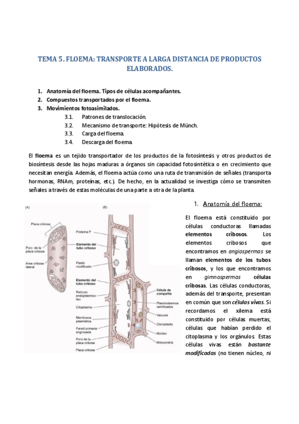 Miniatura del documento Tema 5 - Anatomía del floema..pdf