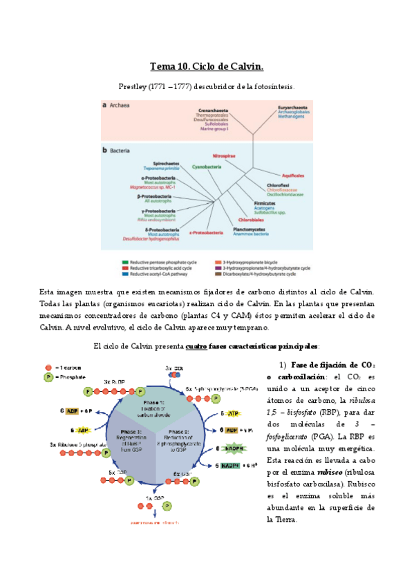 Miniatura del documento Tema 9 y tema 10 - Ciclo de Calvin y metabolismo C4 y CAM.pdf