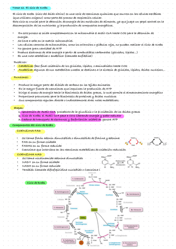 Miniatura del documento Tema-12.-El-Ciclo-De-Krebs.pdf