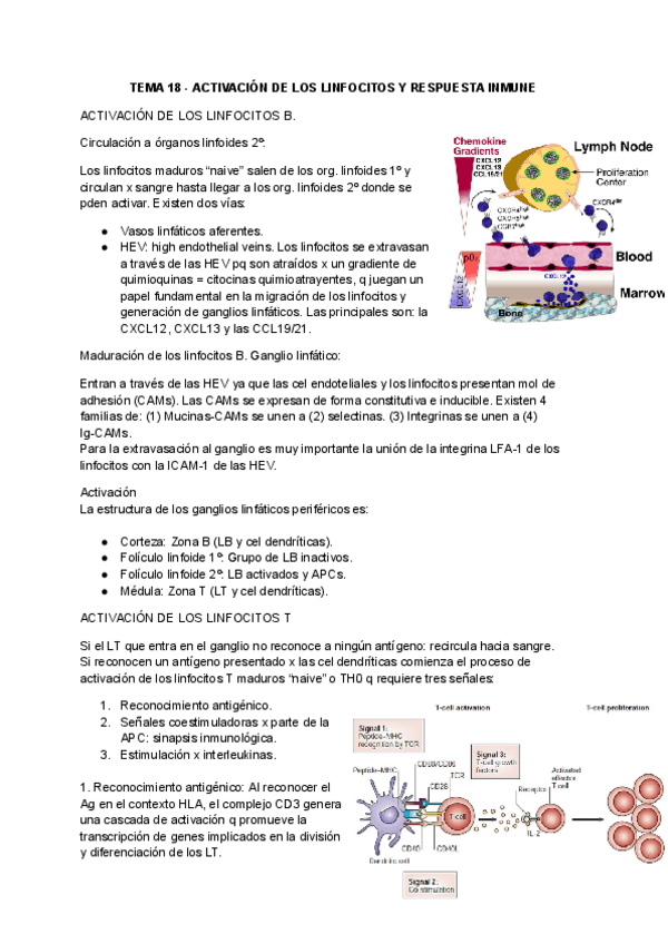 Miniatura del documento TEMA-18-ACTIVACION-DE-LOS-LINFOCITOS-Y-RESPUESTA-INMUNE-y-TEMA-19-SISTEMA-INMUNE-Y-ENFERMEDAD.pdf