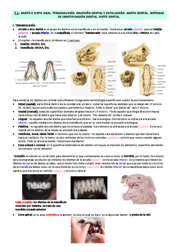 Miniatura del documento TODO-ODONTO.pdf