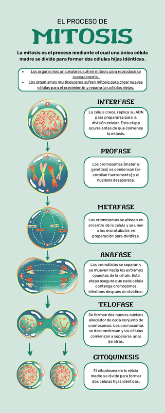 Miniatura del documento EL-PROCESO-DE-LA-MITOSIS.pdf