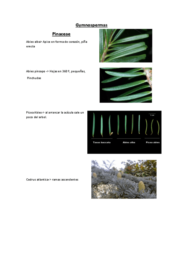 Miniatura del documento Examen-visu.pdf