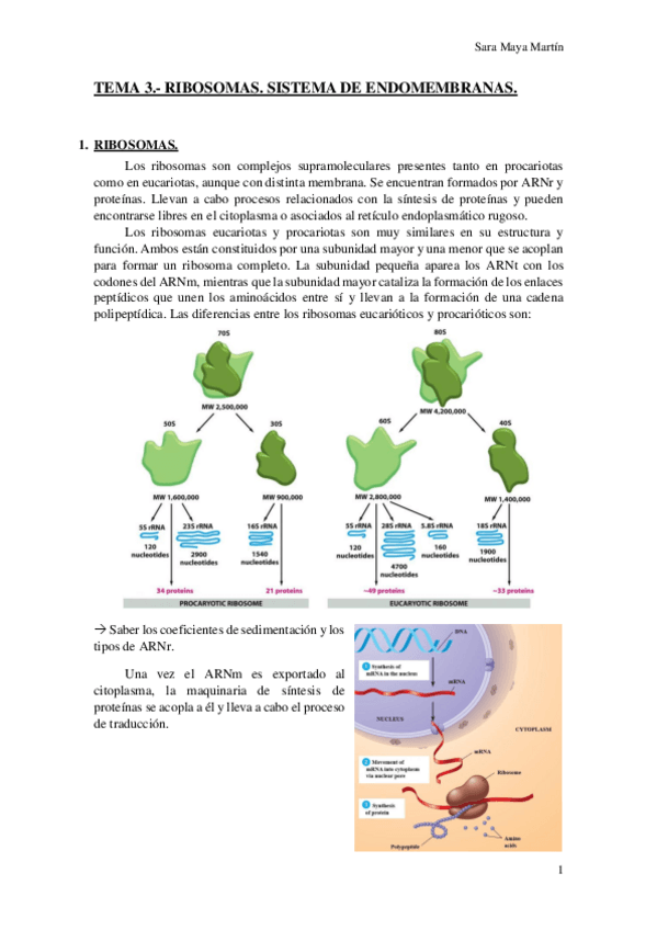 Miniatura del documento TEMA 3.- RIBOSOMAS. SISTEMA DE ENDOMEMBRANAS.pdf