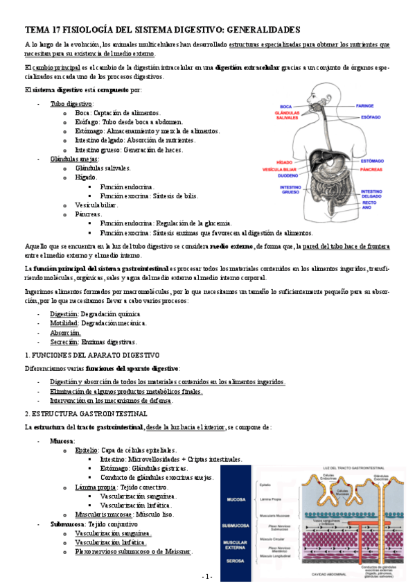 Miniatura del documento FISIOLOGIA-II-TEMA-17-FISIOLOGIA-DEL-SISTEMA-DIGESTIVO-GENERALIDADES.pdf
