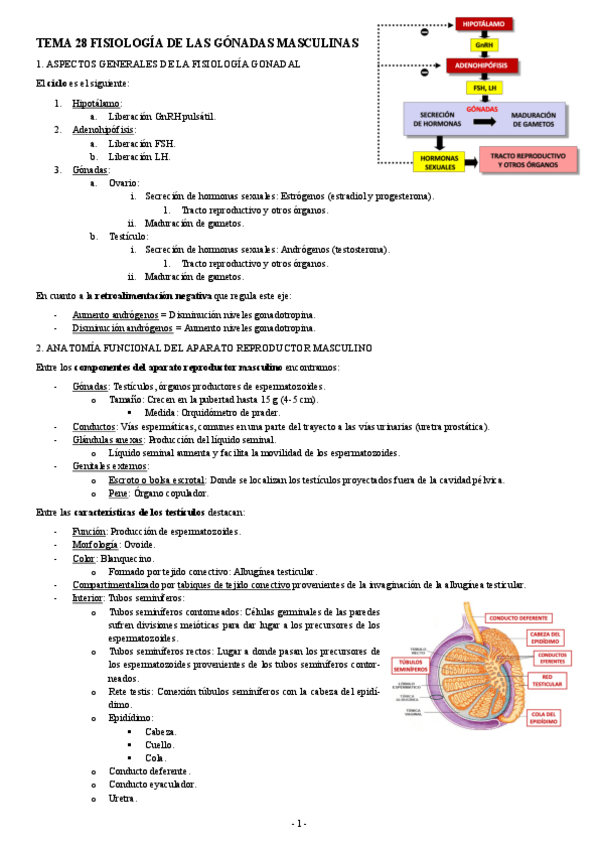 Miniatura del documento FISIOLOGIA-II-TEMA-28-FISIOLOGIA-DE-LAS-GONADAS-MASCULINAS.pdf