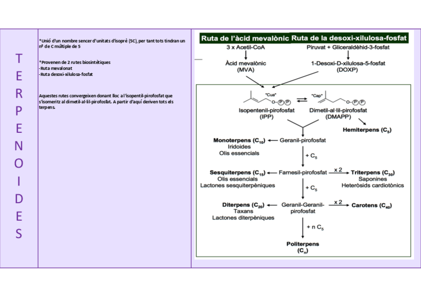 Miniatura del documento QUADRES-BLOC-4-.xlsx-TERPENOIDES.pdf