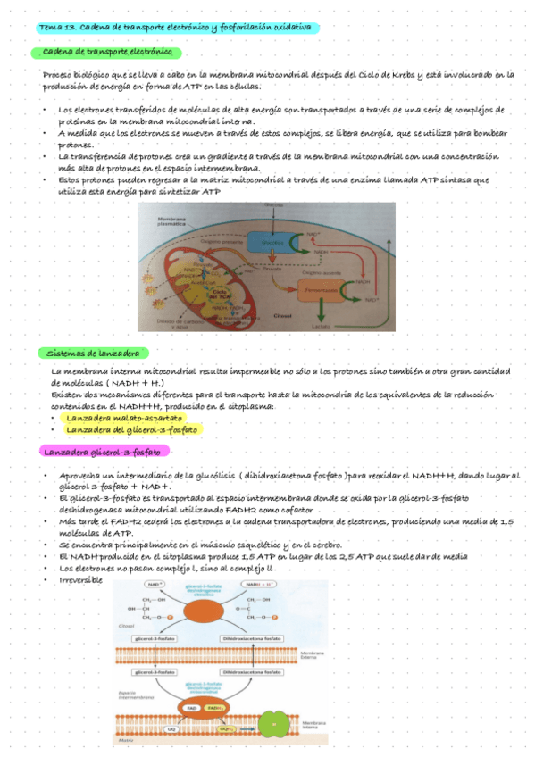 Miniatura del documento Tema-13.-Cadena-De-Transporte-Electronico-Y-Fosforilacion-Oxidativa.pdf
