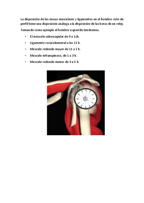 Miniatura del documento disposicion-de-las-masas-musculares-y-ligamentos-en-el-hombro.pdf