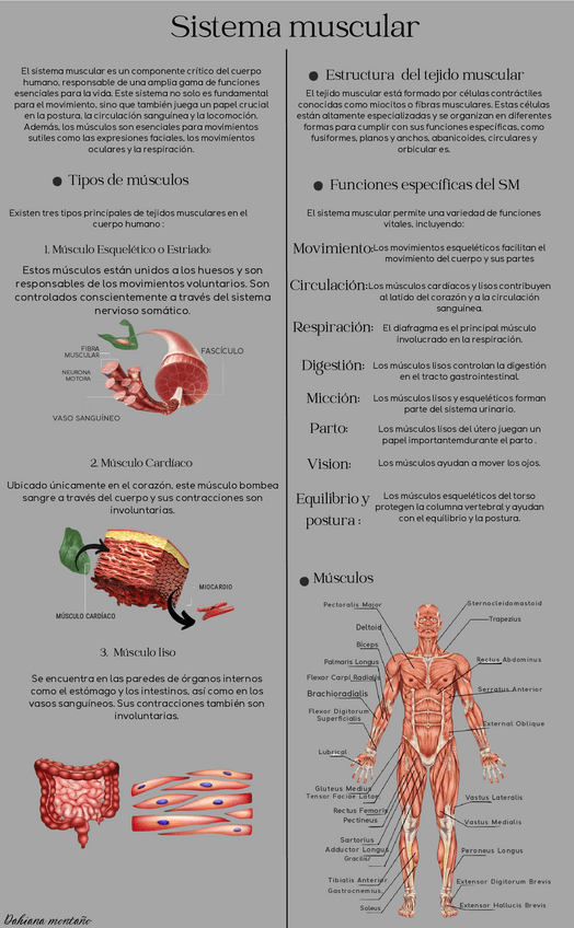 Miniatura del documento Sistema-muscular.pdf