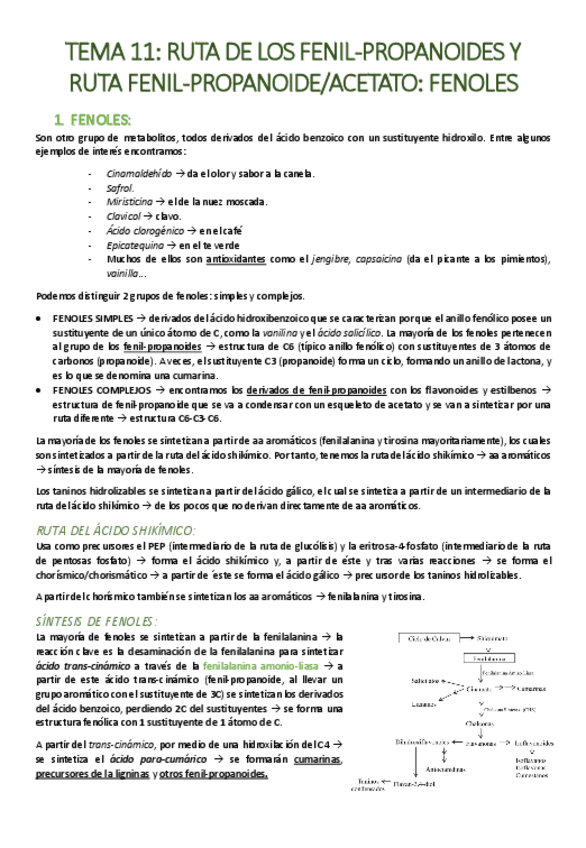 Miniatura del documento TEMA-11-Ruta-de-los-fenil-propanoides-y-ruta-fenil-propanoide-acetato-fenoles.pdf