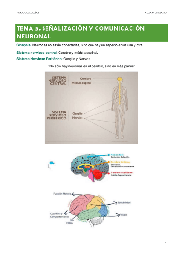 Miniatura del documento TEMA-5.-SENALIZACION-Y-COMUNICACION-NEURONAL.pdf