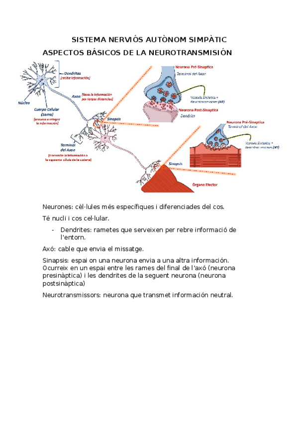 Miniatura del documento SN-simpatic.docx