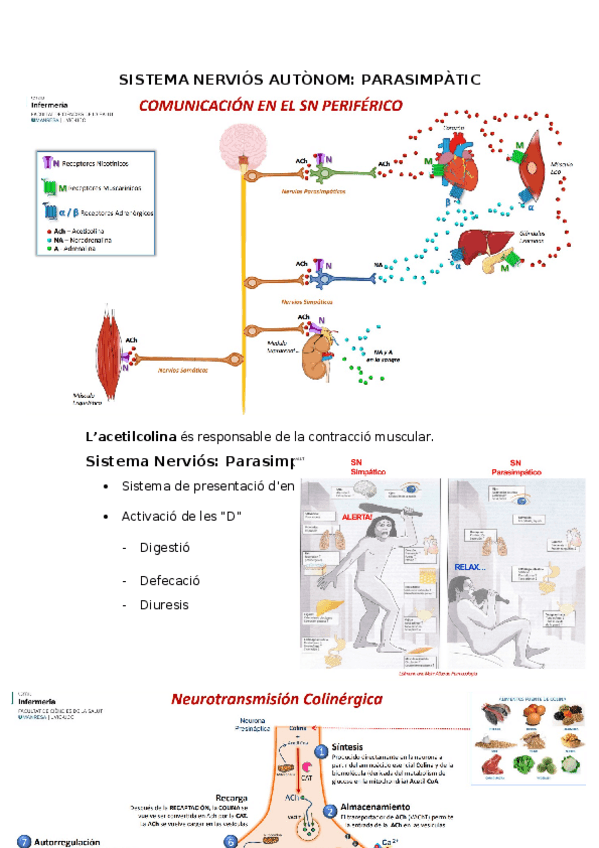 Miniatura del documento SN-parasimpatic.docx