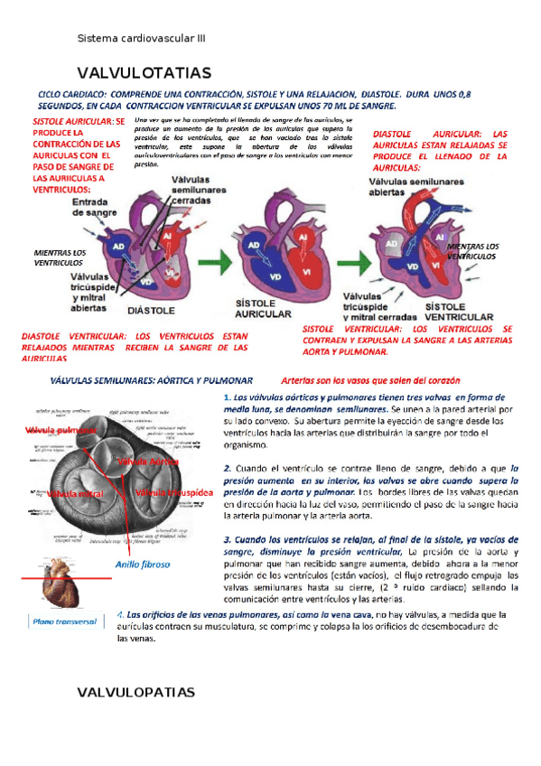 Miniatura del documento Sistema-cardiovascular-III.docx