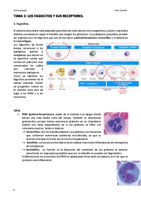 Miniatura del documento TEMA 5.pdf