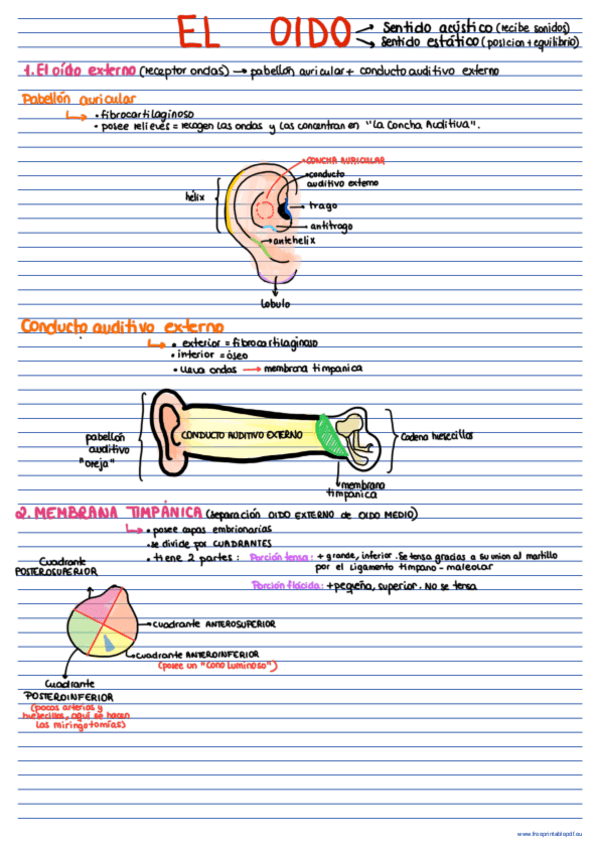 Miniatura del documento Los-sentidos-oido-y-vista-Esquemas.pdf
