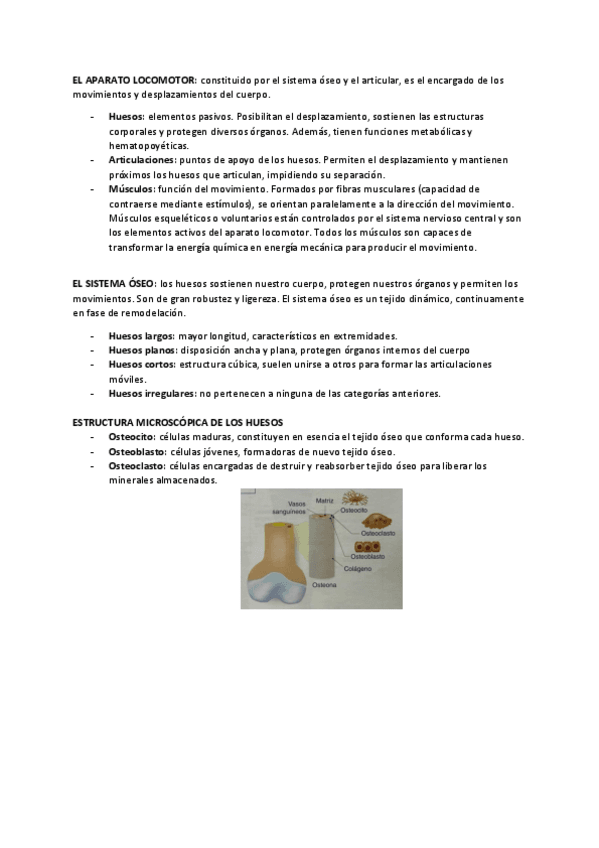 Miniatura del documento APUNTES-TBE-aparato-locomotor.pdf