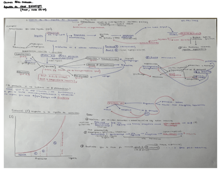 Miniatura del documento Dibujos-fisiodiges-2023.pdf
