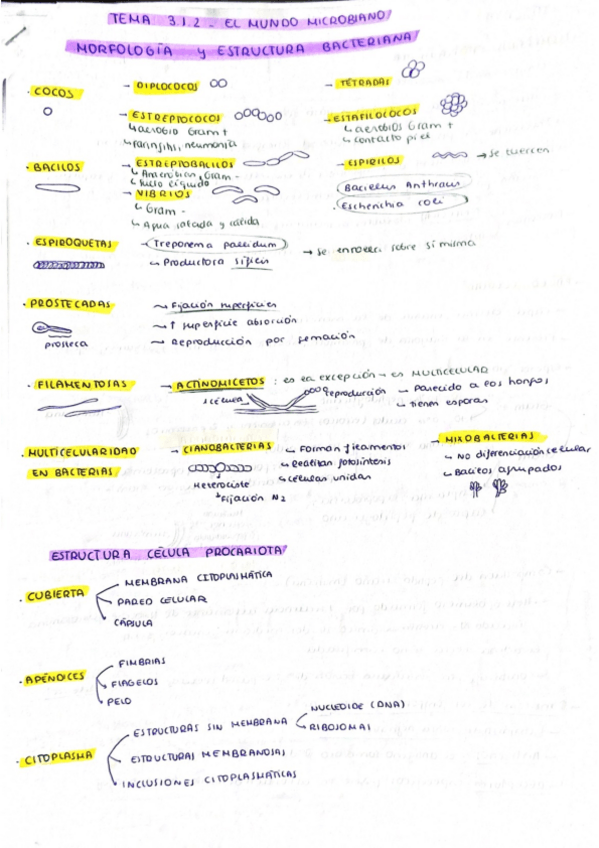 Miniatura del documento Tema-3.1.2-El-mundo-microbiano.pdf