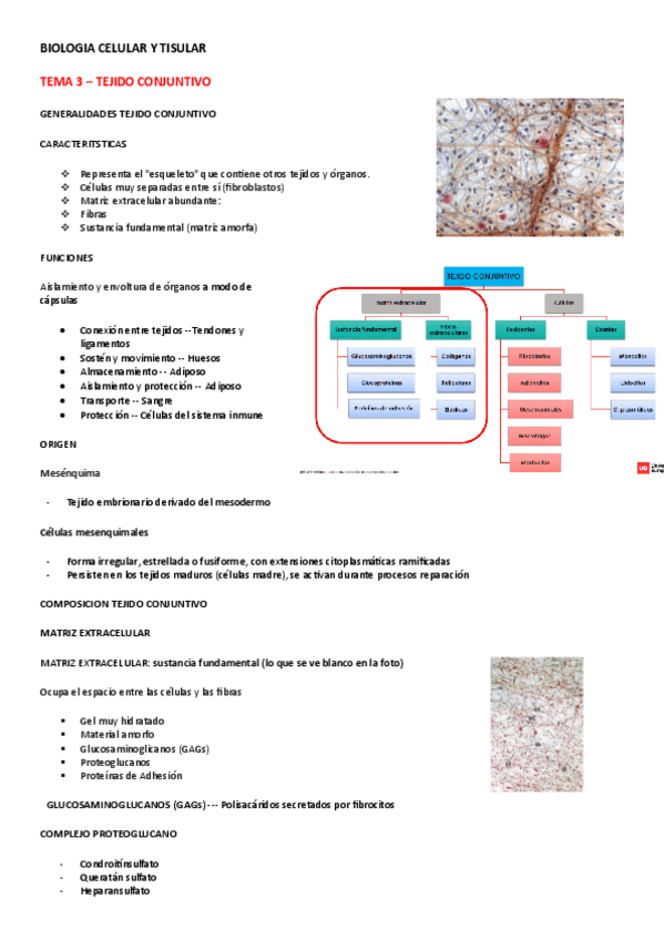 Miniatura del documento BIOLOGIA-TISULAR-TEMA-3.pdf