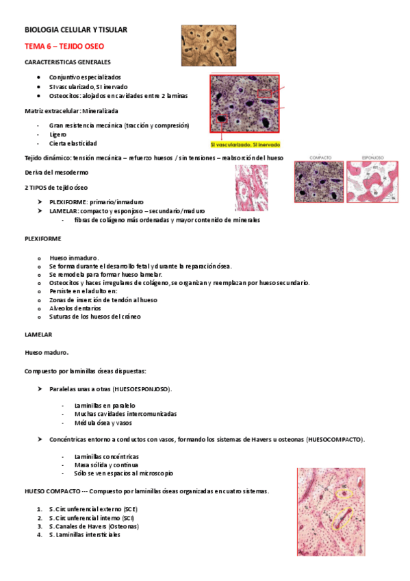 Miniatura del documento BIOLOGIA-TISULAR-TEMA-6.pdf