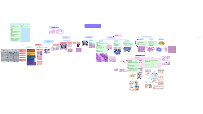 Miniatura del documento Histologia-SNC-esquema.pdf