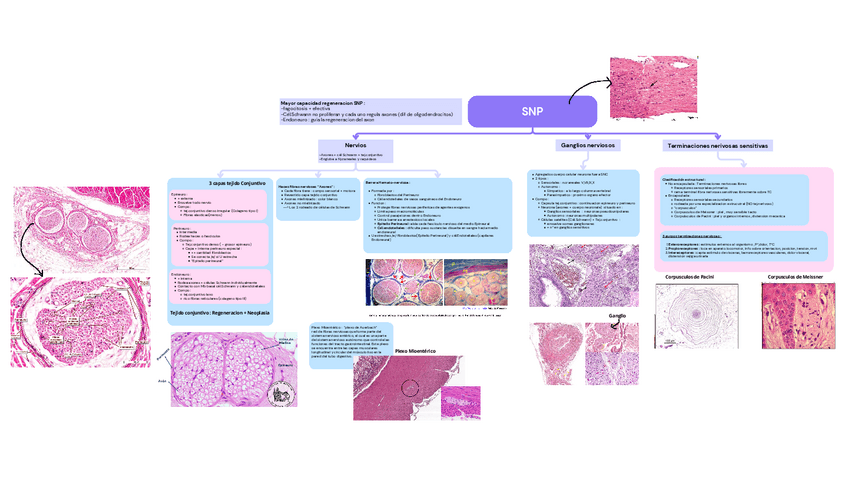 Miniatura del documento Histologia-SNP-esquema.pdf