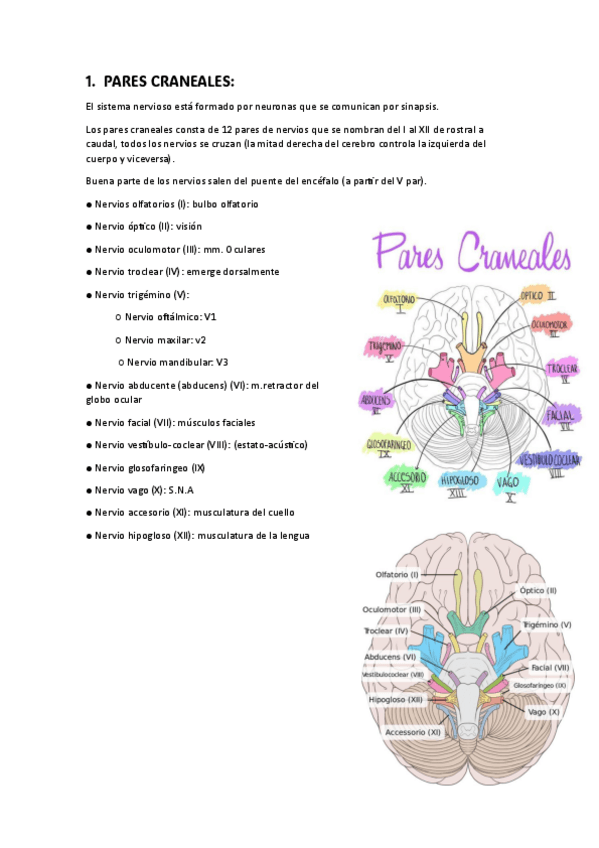 Miniatura del documento el-sistema-nervioso-t.1-PARES-CRANEALES.pdf