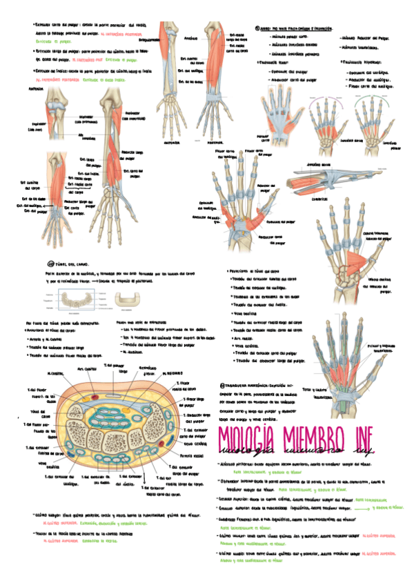 Miniatura del documento Segundo-parcial-segunda-parte.pdf