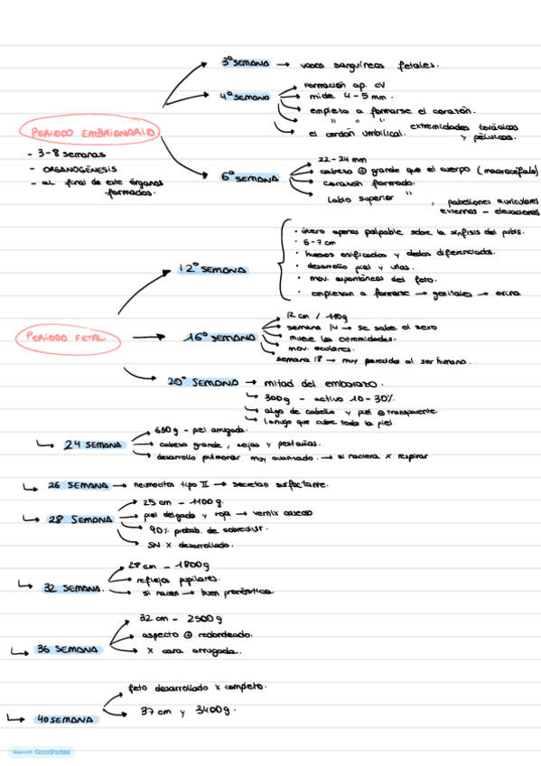 Miniatura del documento Etapas-del-desarrollo-fetal.pdf